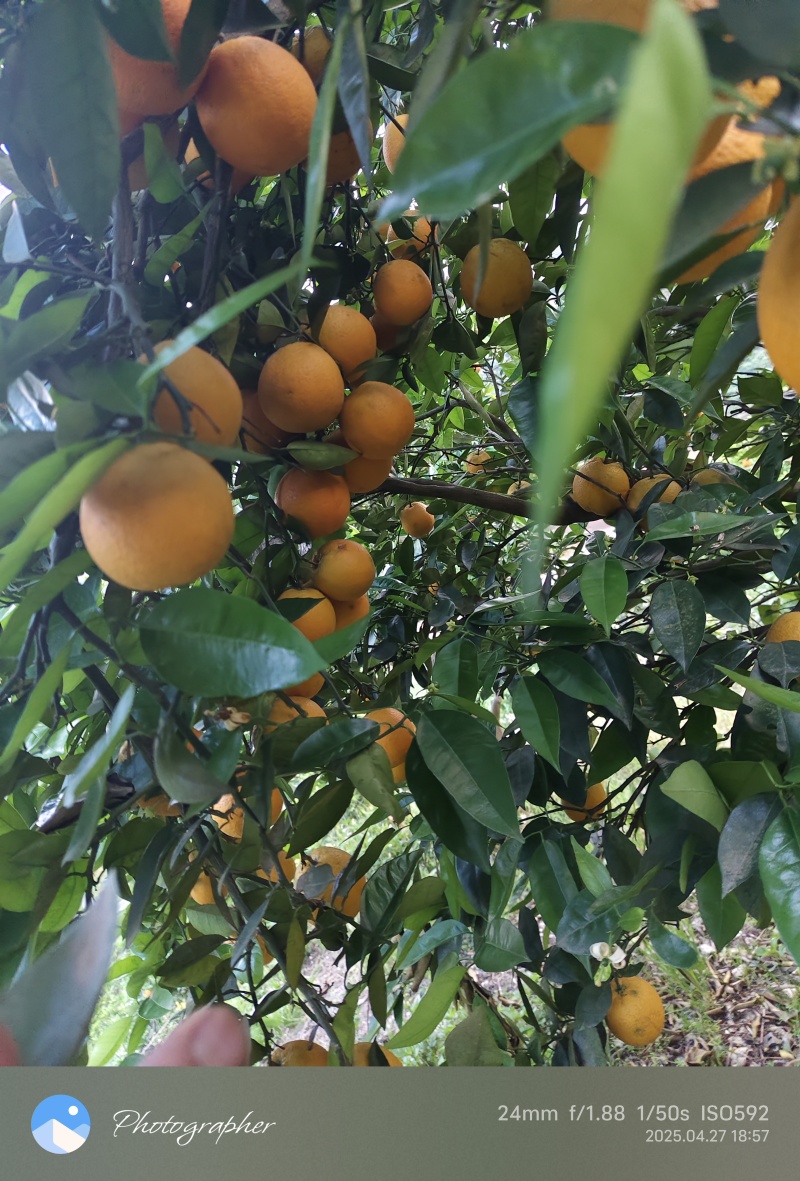 忠县夏橙