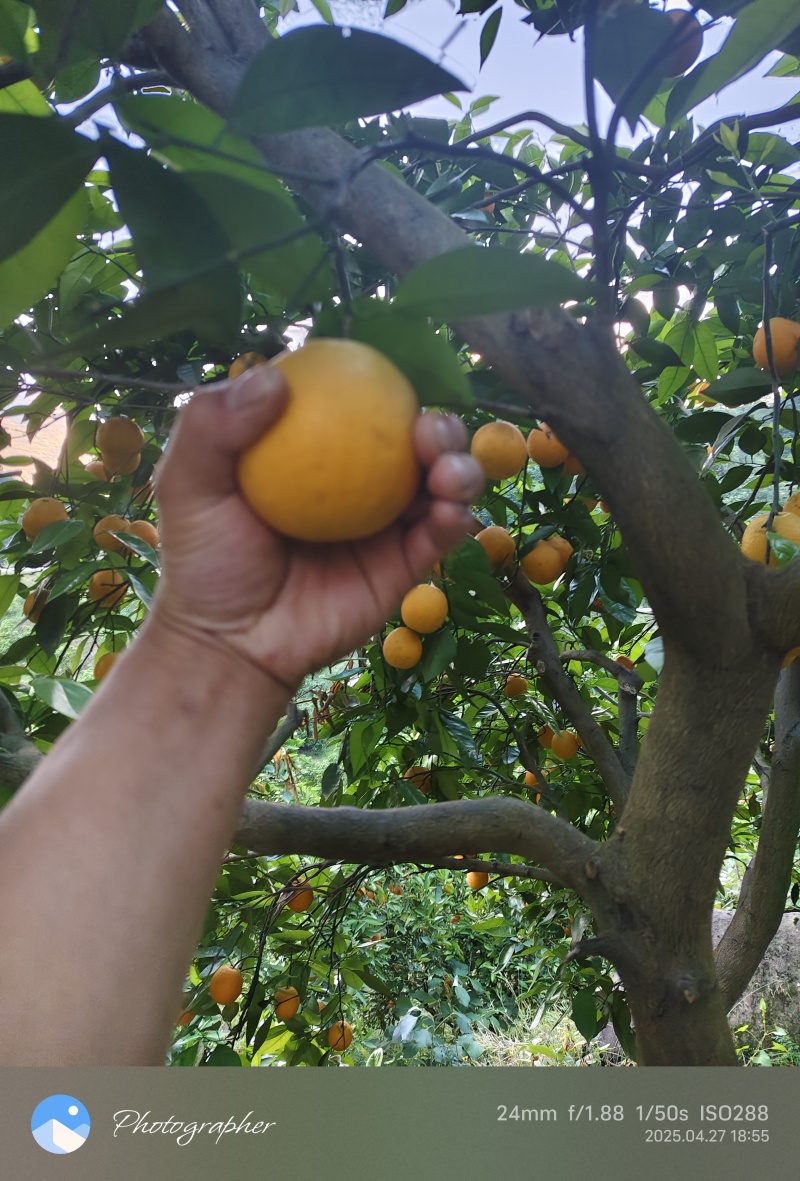 忠县夏橙