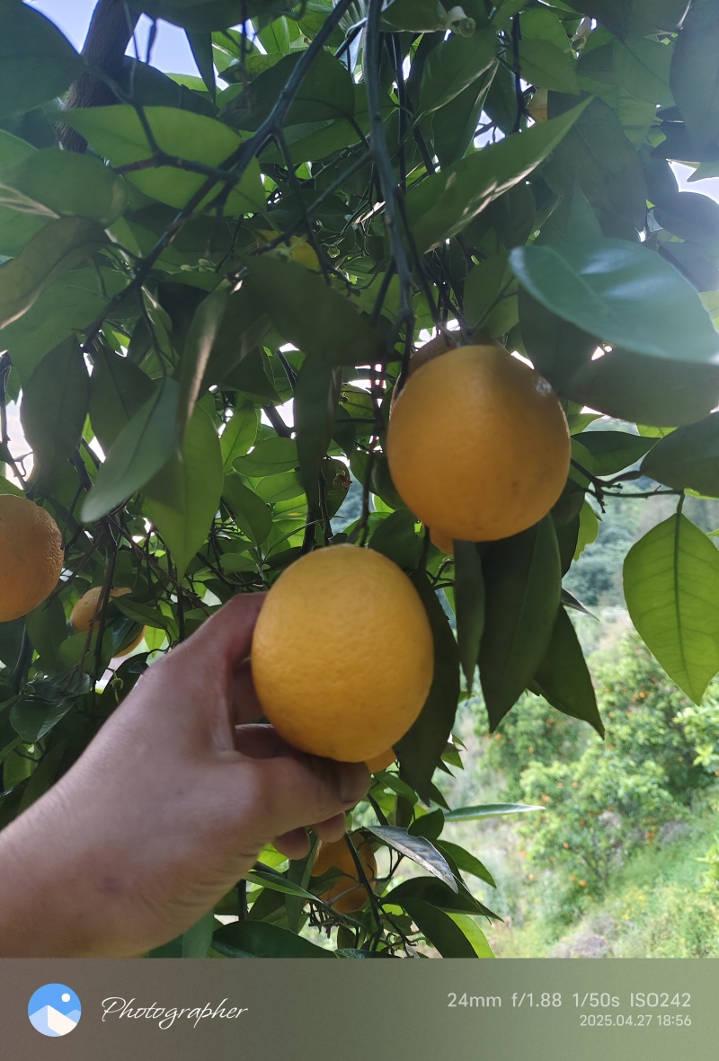 忠县夏橙