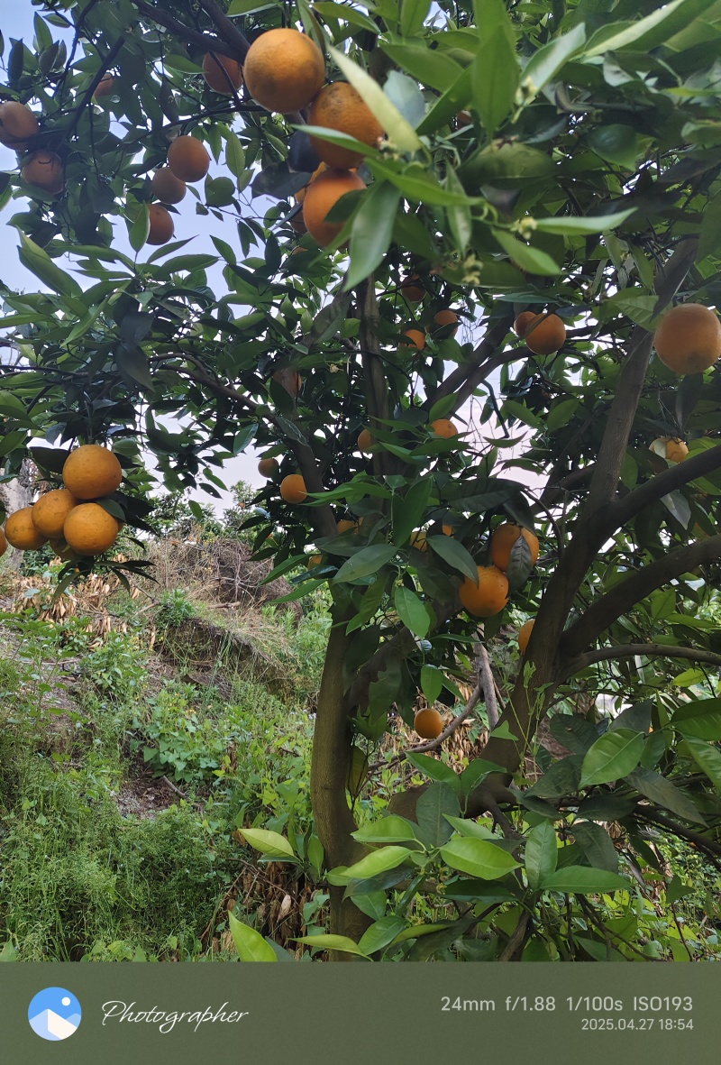 忠县夏橙