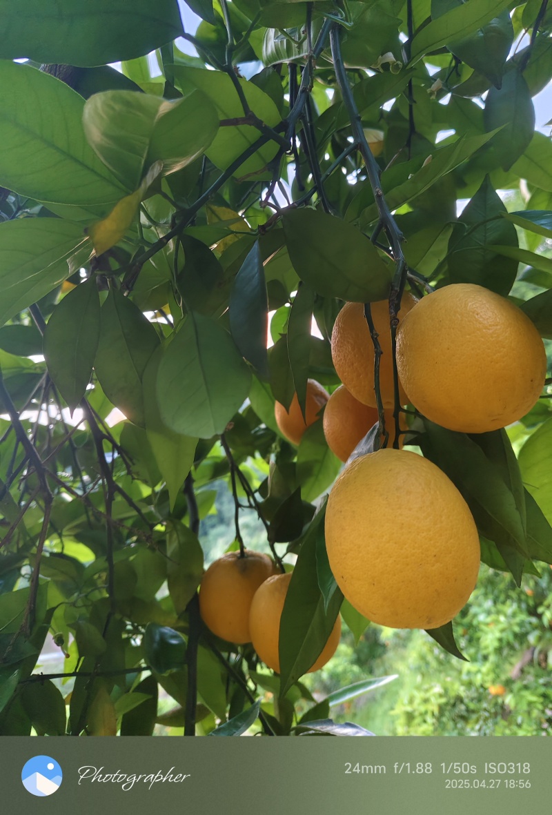 忠县夏橙