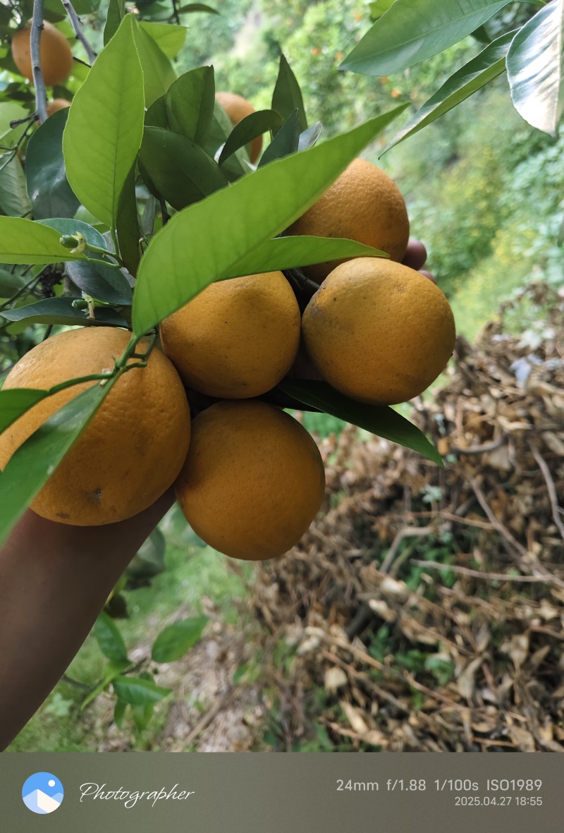 忠县夏橙