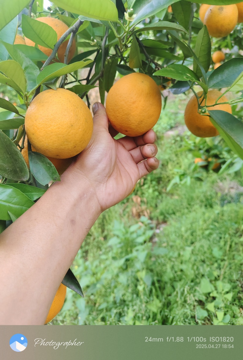忠县夏橙