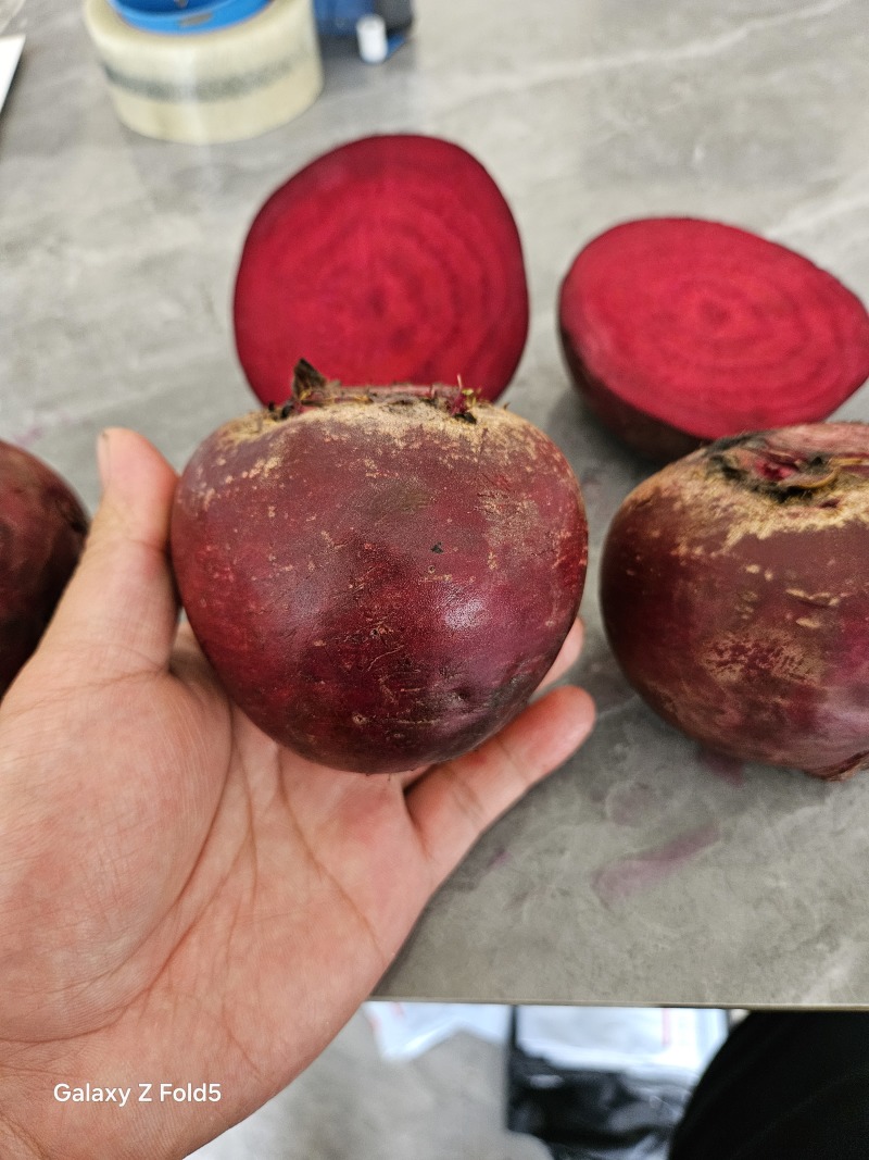 全年现货供应甜菜根产地直发出口市场加工厂红甜菜头