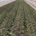 甘肃兰州高原夏菜精品红叶莴笋5月初大量上市，欢迎垂询