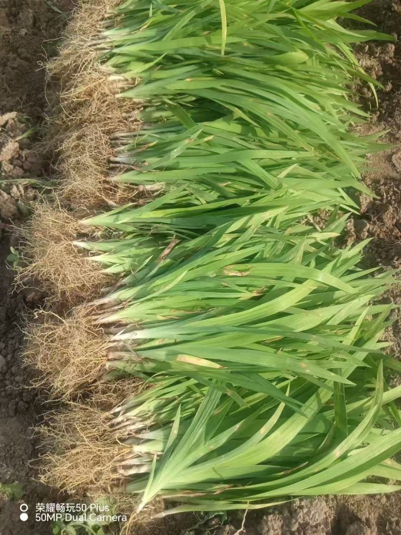 亳州中药材射干苗基地批发好管理好种植低投资无风险