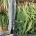 亳州中药材射干苗基地批发好管理好种植低投资无风险