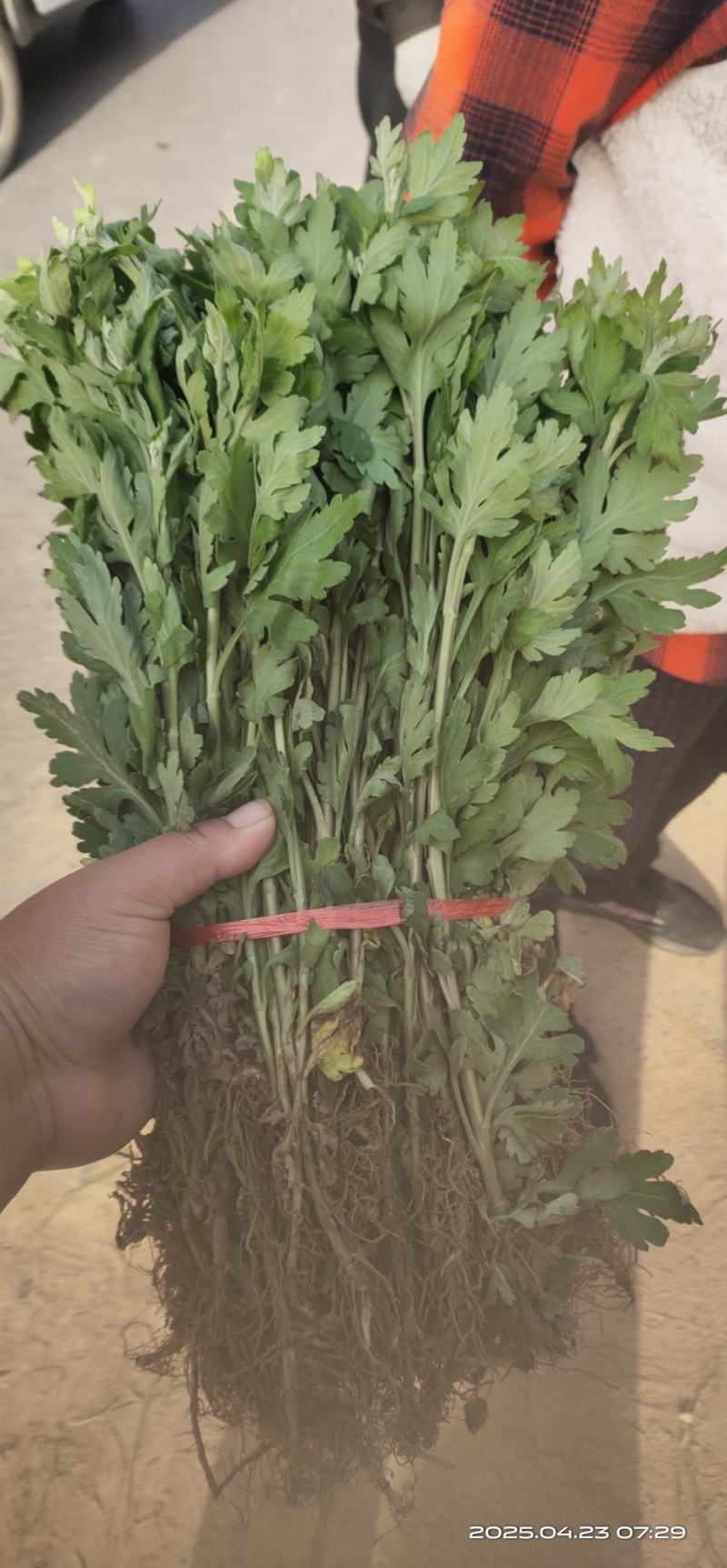 亳州菊花苗基地批发低投资高收入投资低，收益高