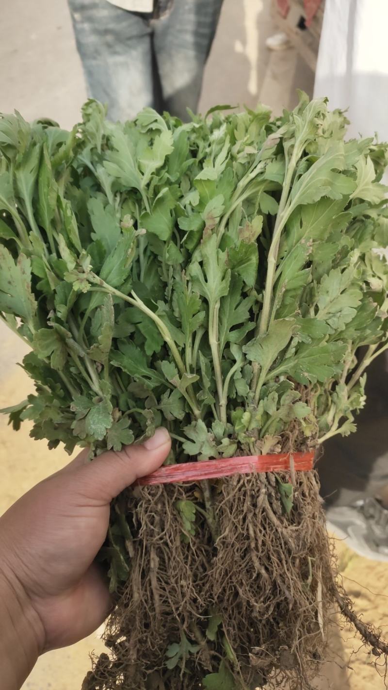 亳州菊花苗基地批发低投资高收入投资低，收益高