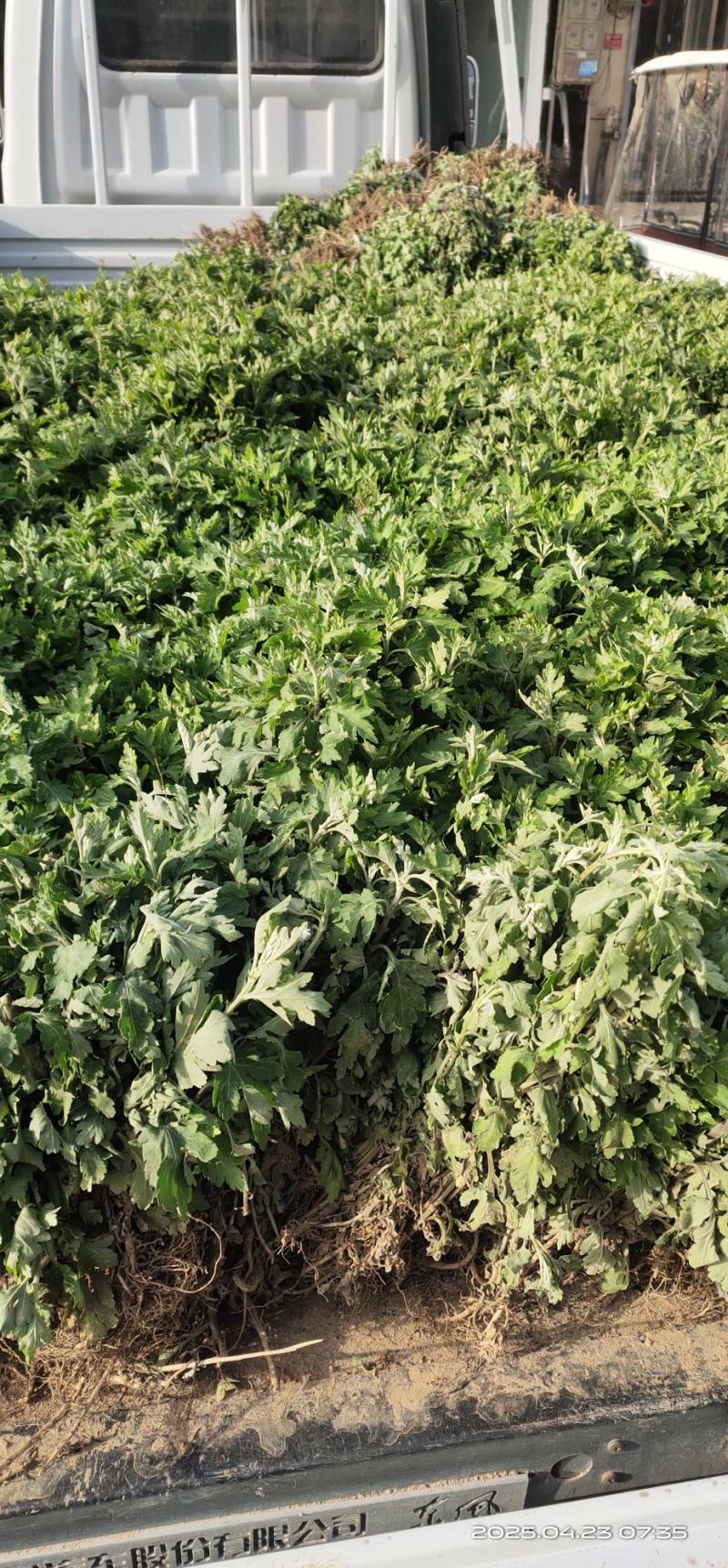 亳州菊花苗基地批发低投资高收入投资低，收益高