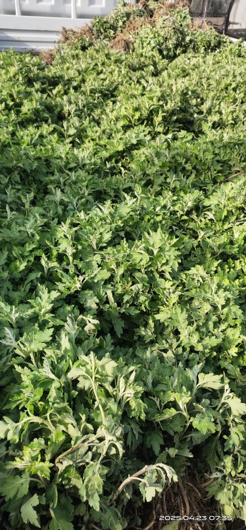 亳州菊花苗基地批发低投资高收入投资低，收益高