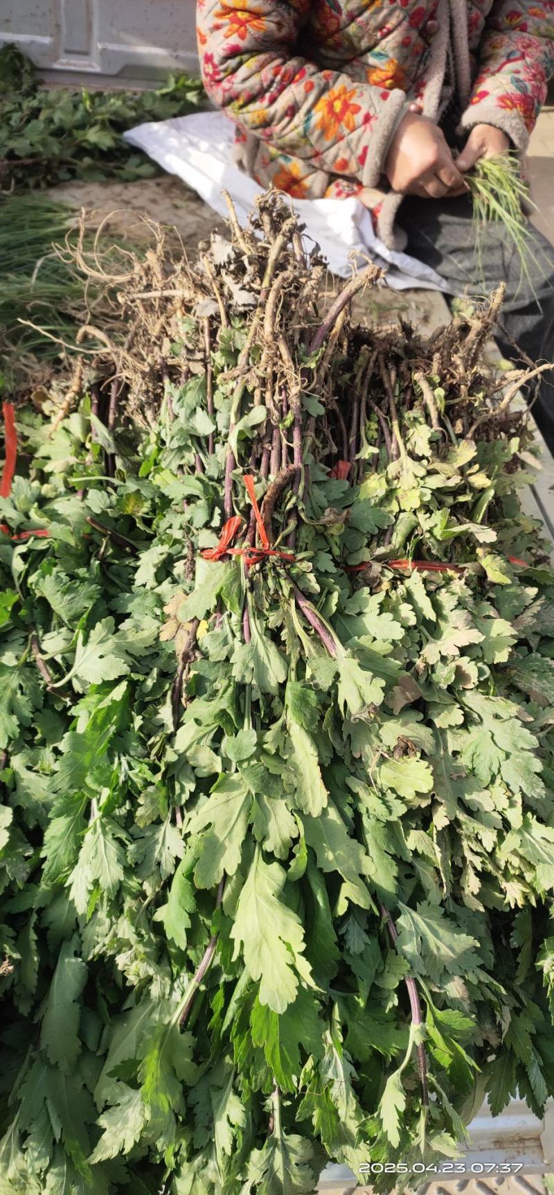 亳州菊花苗基地批发低投资高收入投资低，收益高