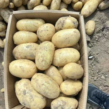 土豆，黄心土豆，湖北土豆大量上市，需要的老板联系我