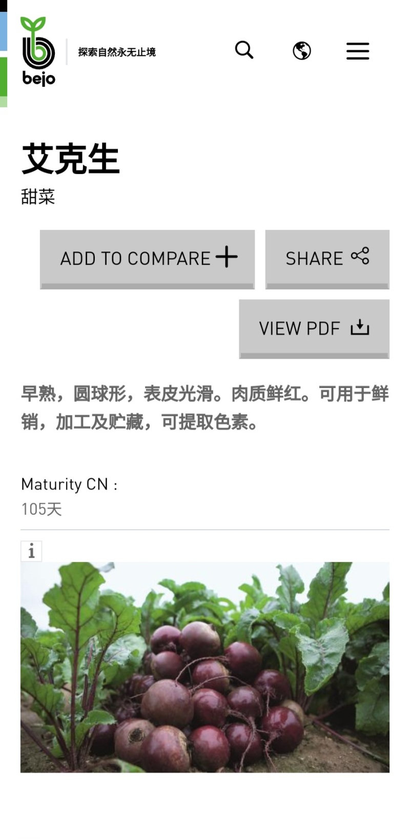 红甜菜甜菜根颗粒、火焰参、天然色素源头工厂全年直供
