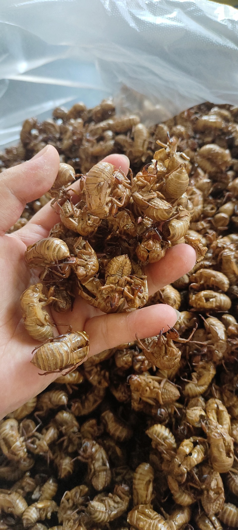 蝉蜕自产自销价格美丽正品认证