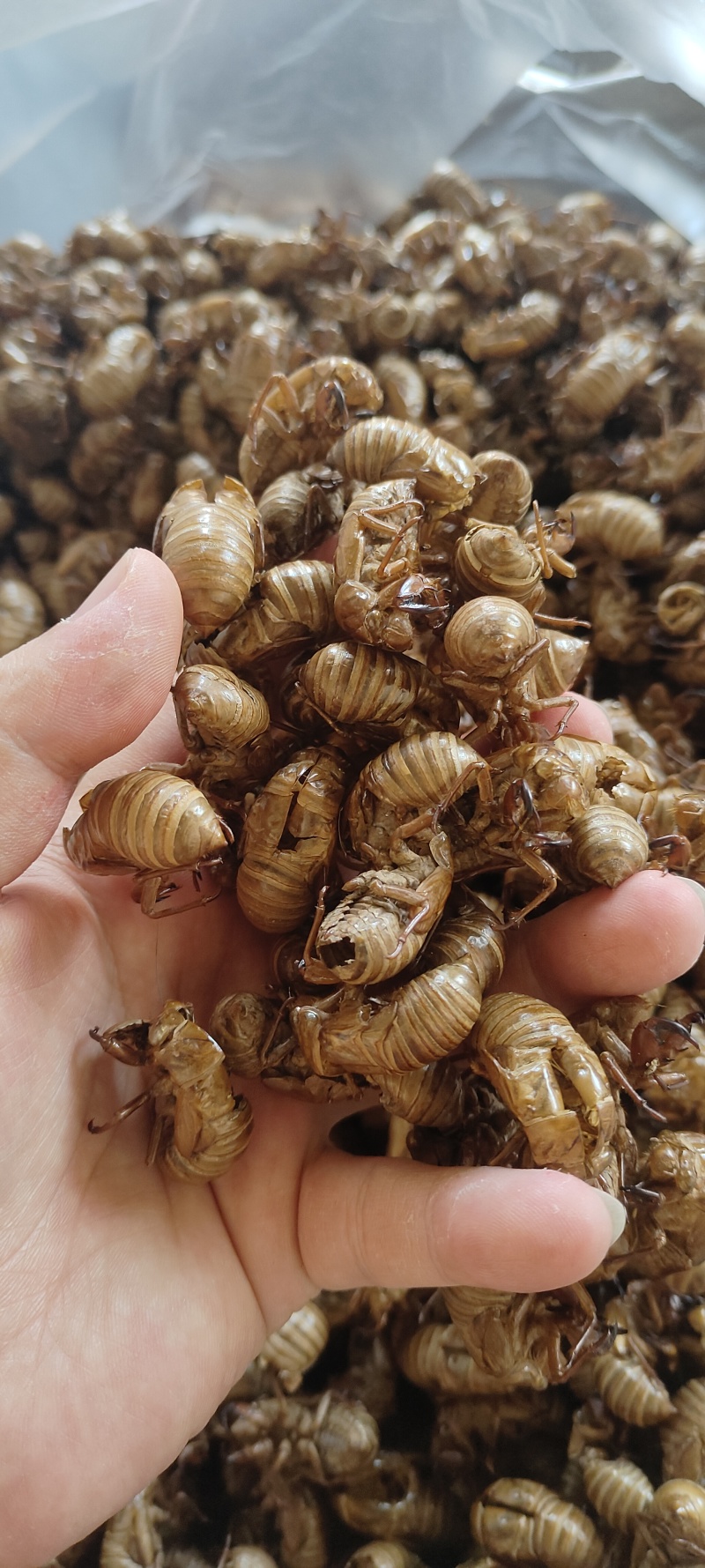 蝉蜕自产自销价格美丽正品认证