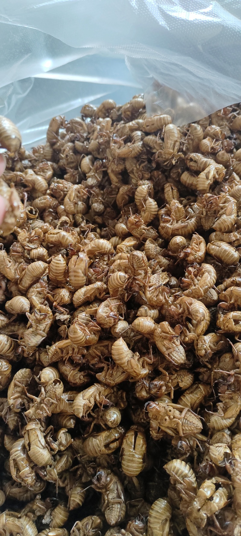 蝉蜕自产自销价格美丽正品认证