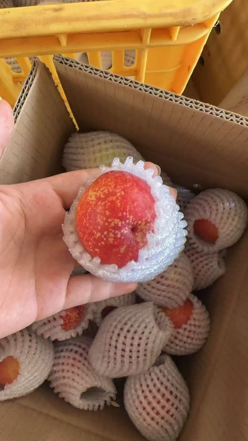 黄心油桃电商一件代发