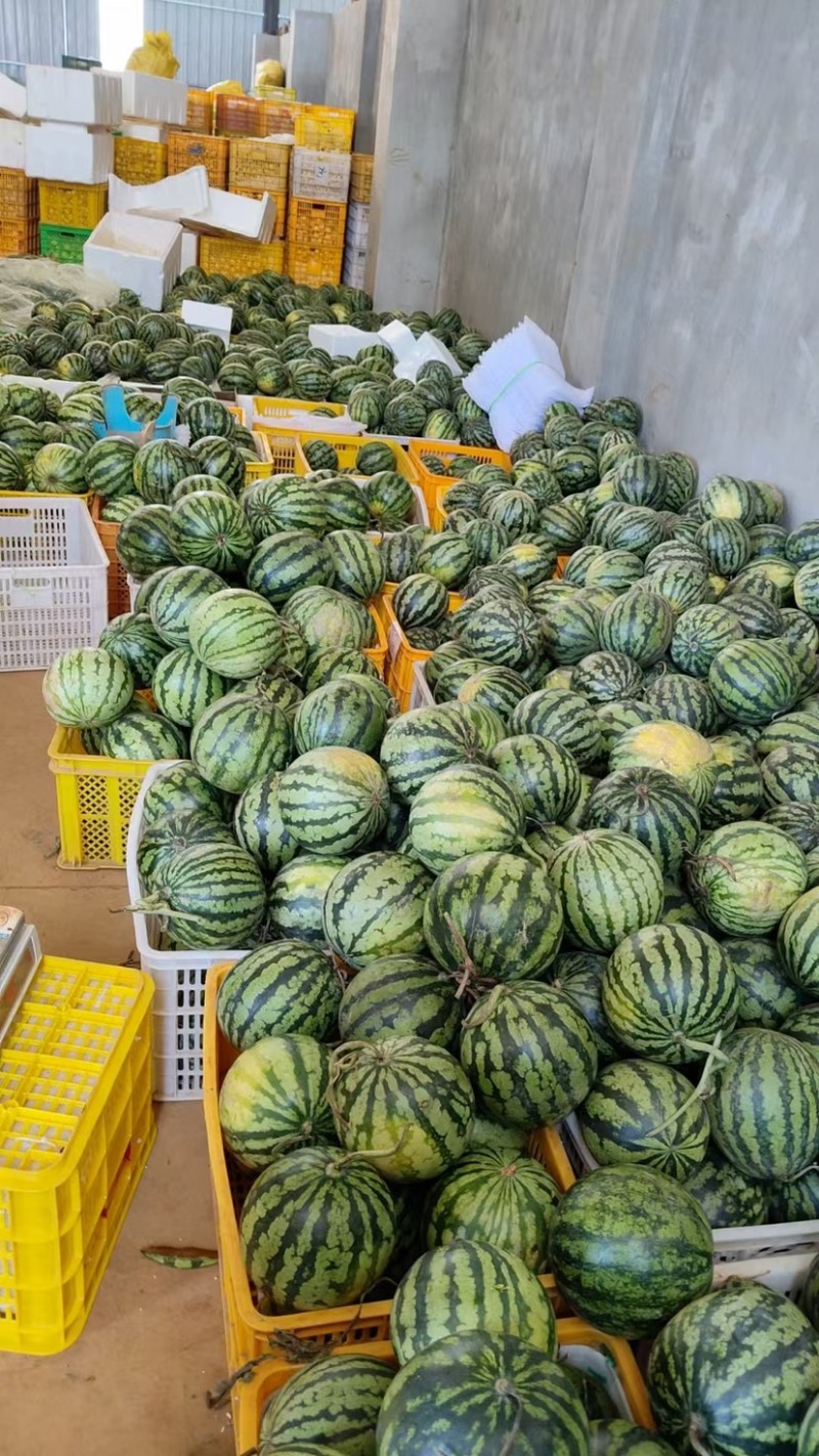 云南西瓜电商一件代发，甜王，麒麟，美都