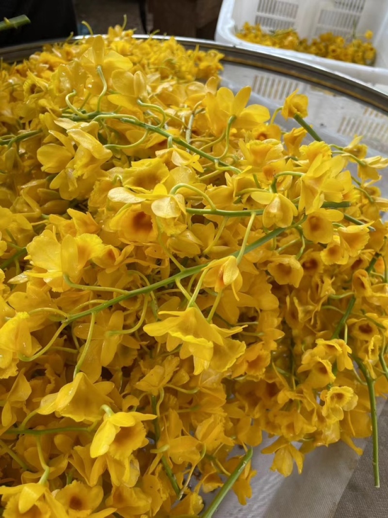 鼓槌石斛花新花铁皮石斛花