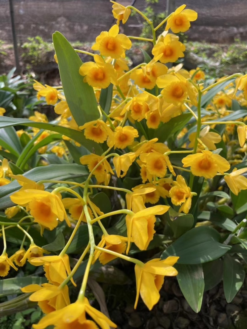 鼓槌石斛花新花铁皮石斛花