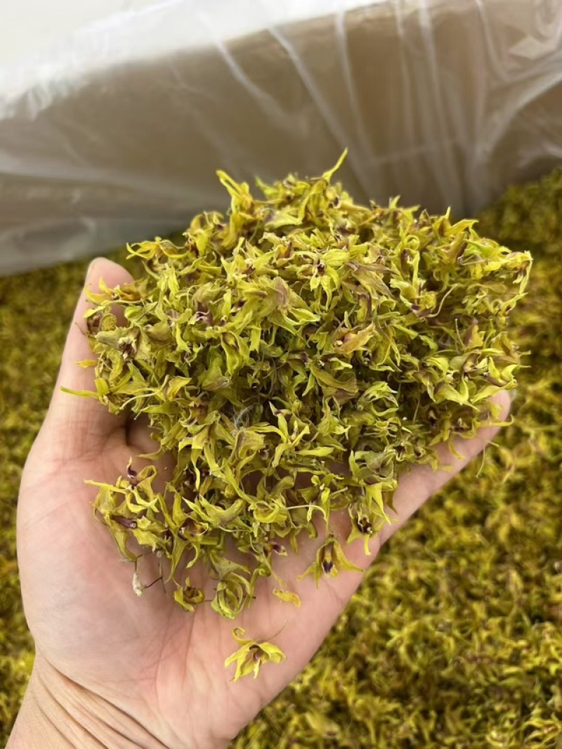 鼓槌石斛花新花铁皮石斛花