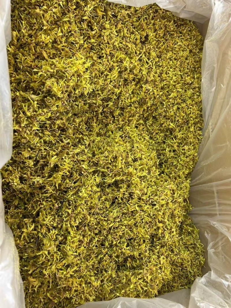 鼓槌石斛花新花铁皮石斛花