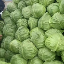 牛心甘蓝继续大量现货供应产地一手货源支持全国物流发货