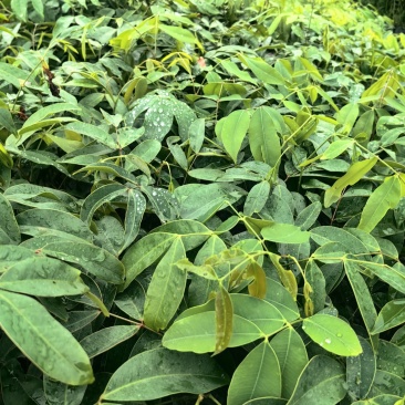 仪花种苗仪花树苗苗木种苗仪花苗基地直发量大优惠