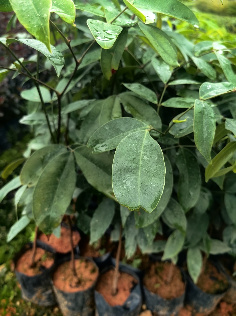 仪花种苗仪花树苗苗木种苗仪花苗基地直发量大优惠