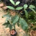 仪花种苗仪花树苗苗木种苗仪花苗基地直发量大优惠
