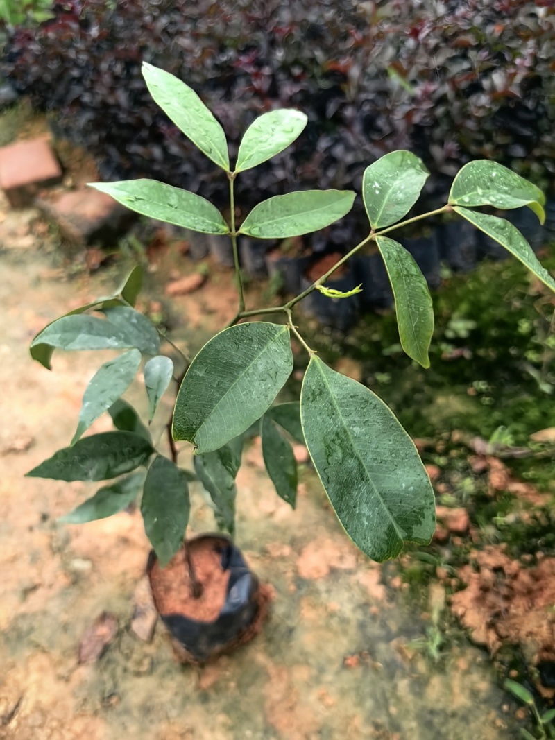 仪花种苗仪花树苗苗木种苗仪花苗基地直发量大优惠