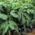 仪花种苗仪花树苗苗木种苗仪花苗基地直发量大优惠