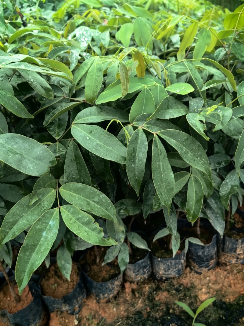 仪花种苗仪花树苗苗木种苗仪花苗基地直发量大优惠