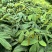 仪花种苗仪花树苗苗木种苗仪花苗基地直发量大优惠