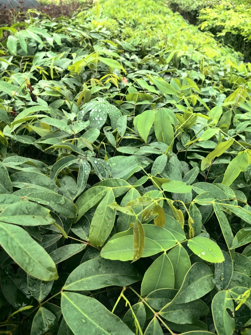 仪花种苗仪花树苗苗木种苗仪花苗基地直发量大优惠