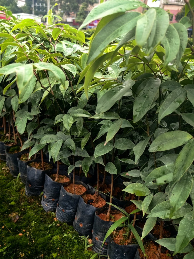 仪花种苗仪花树苗苗木种苗仪花苗基地直发量大优惠