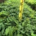 仪花种苗仪花树苗苗木种苗仪花苗基地直发量大优惠