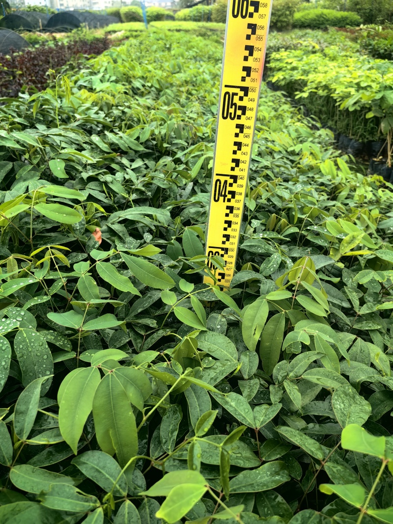 仪花种苗仪花树苗苗木种苗仪花苗基地直发量大优惠