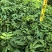 仪花种苗仪花树苗苗木种苗仪花苗基地直发量大优惠