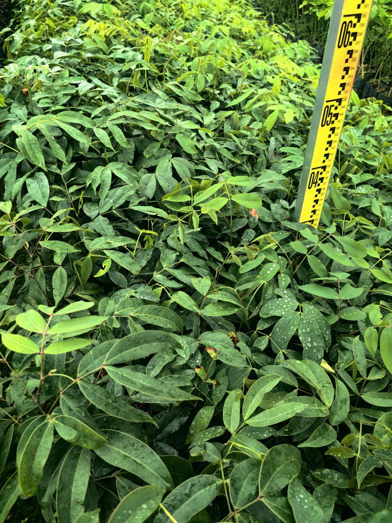 仪花种苗仪花树苗苗木种苗仪花苗基地直发量大优惠