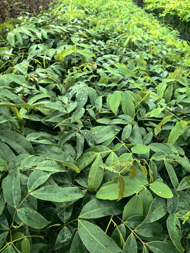 仪花种苗仪花树苗苗木种苗仪花苗基地直发量大优惠