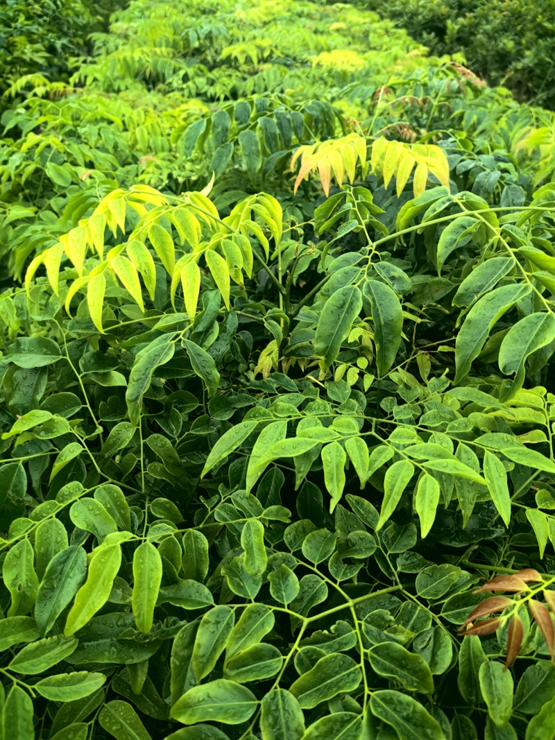 格木绿化苗木格木苗绿化苗木产地直发量大优惠