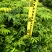 格木绿化苗木格木苗绿化苗木产地直发量大优惠