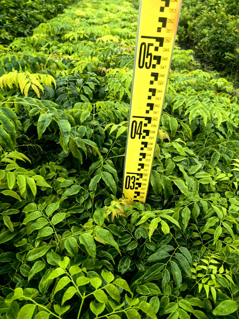 格木绿化苗木格木苗绿化苗木产地直发量大优惠