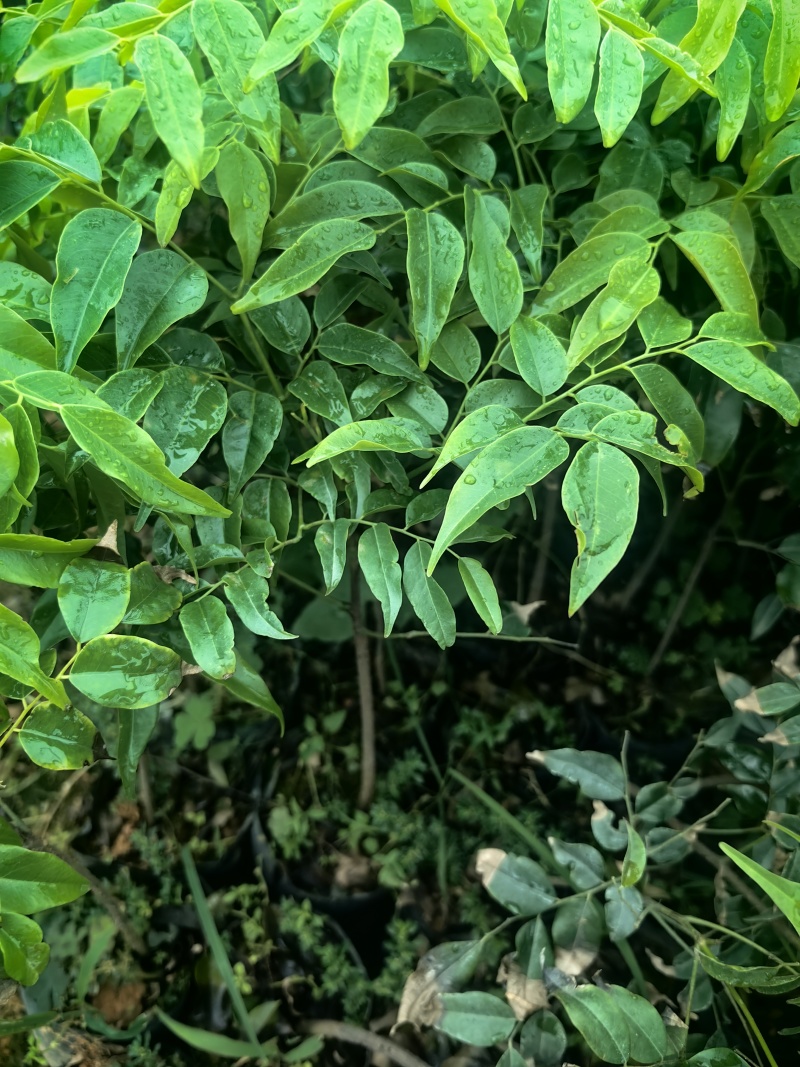 格木绿化苗木格木苗绿化苗木产地直发量大优惠
