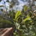 精品普洱茶散茶全国可发价格优惠茶香浓厚