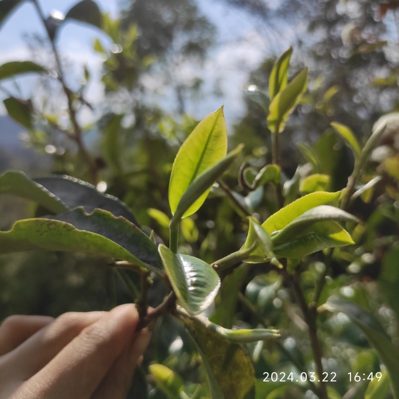 精品普洱茶散茶全国可发价格优惠茶香浓厚