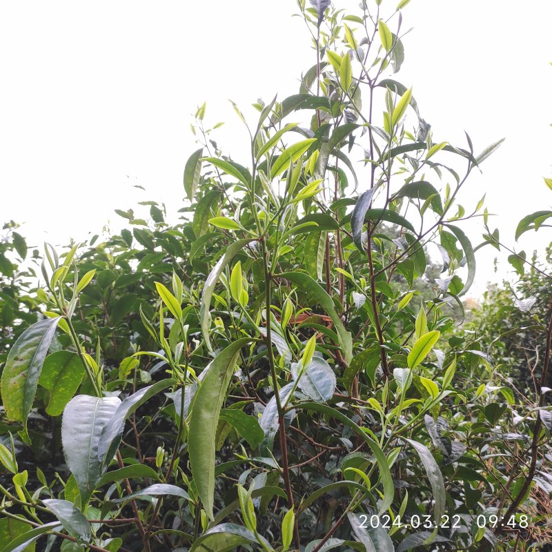 精品普洱茶散茶全国可发价格优惠茶香浓厚