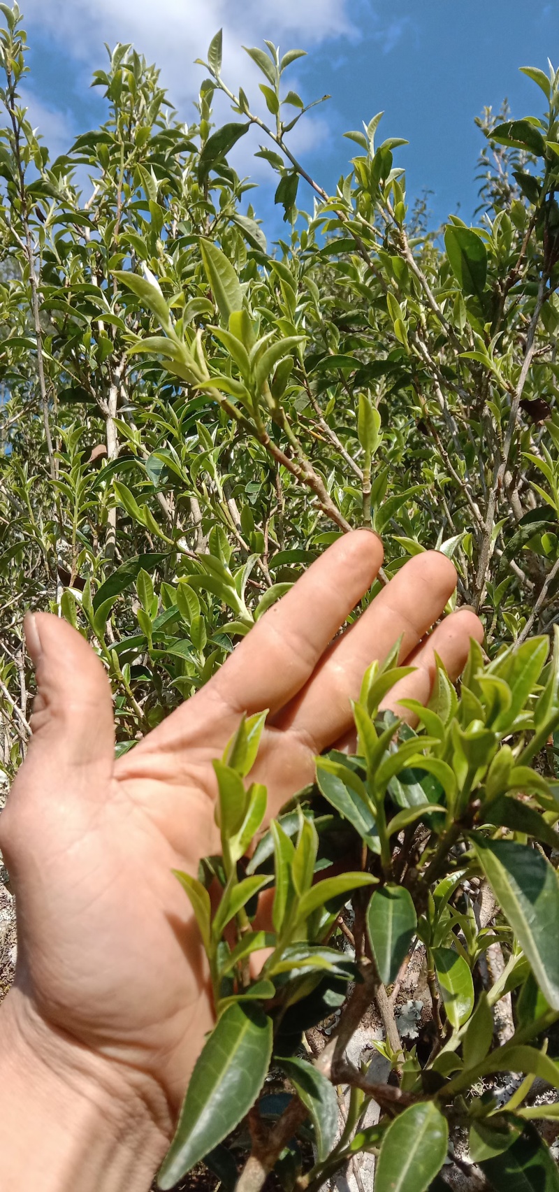 精品普洱茶散茶全国可发价格优惠茶香浓厚